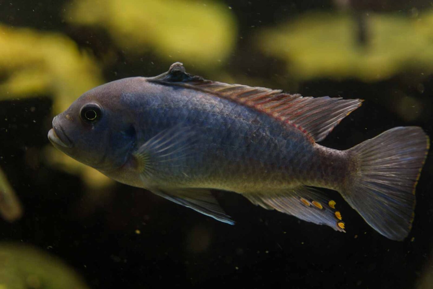 2016-08-17 - Zoo Osnabrück