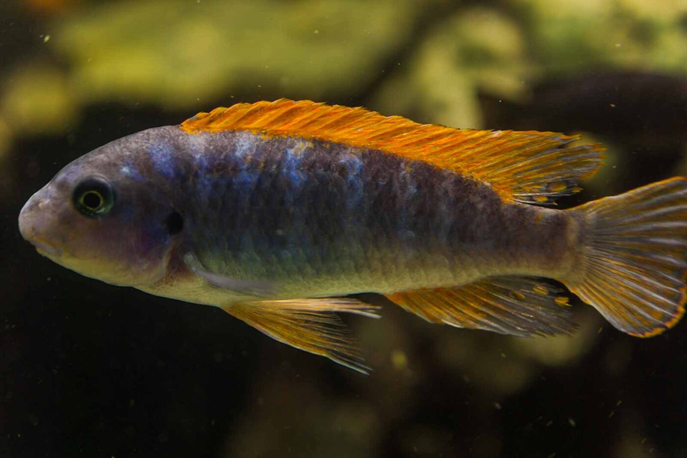 2016-08-17 - Zoo Osnabrück