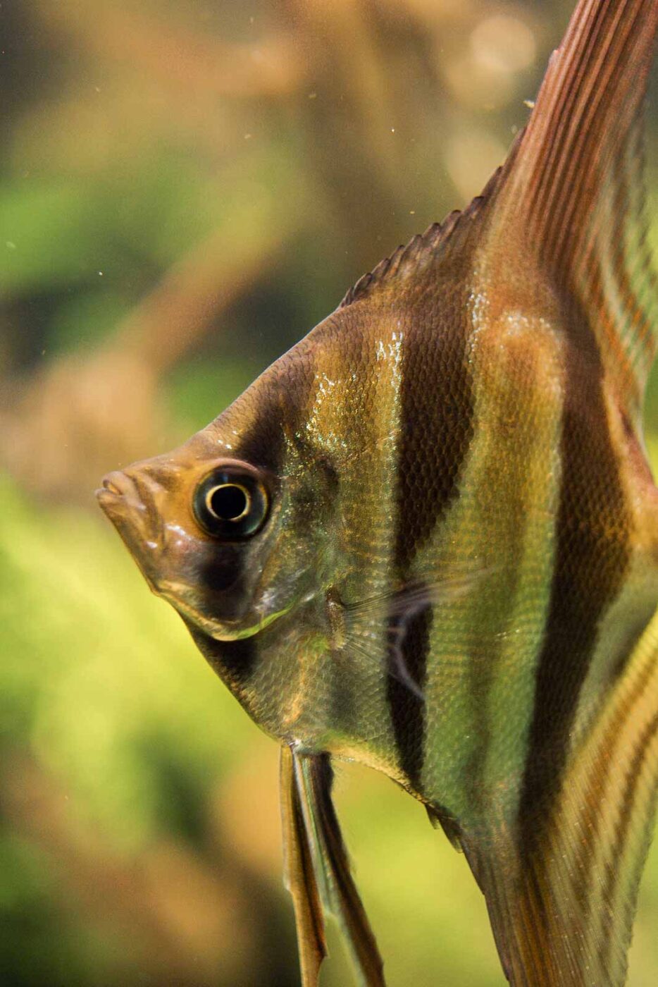 2016-08-17 - Zoo Osnabrück