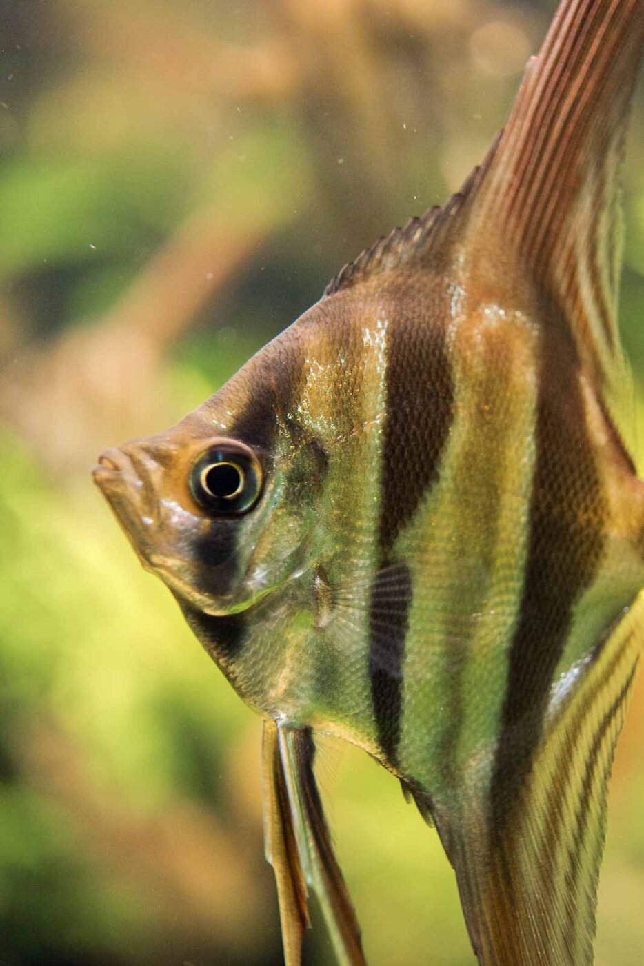 2016-08-17 - Zoo Osnabrück