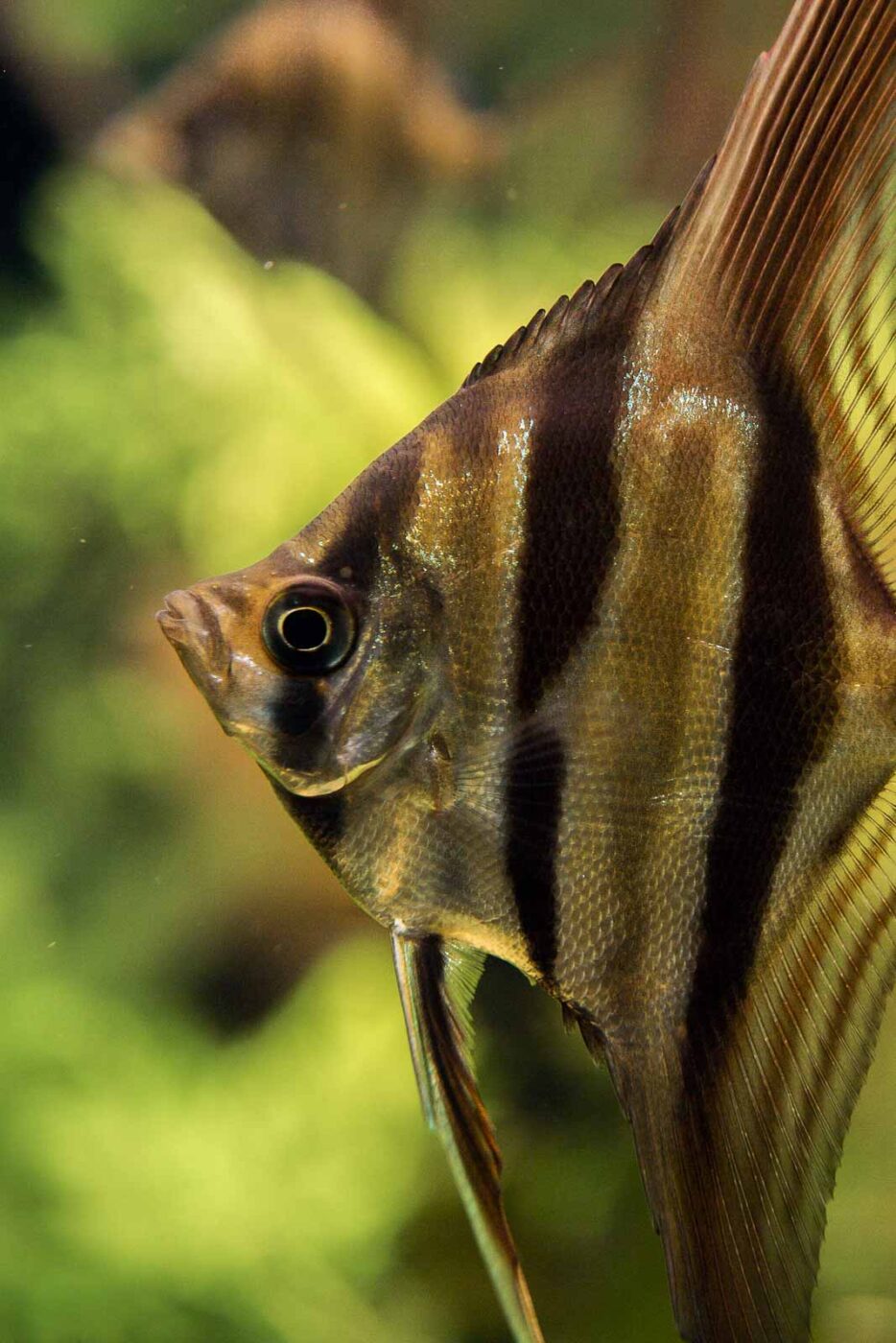 2016-08-17 - Zoo Osnabrück