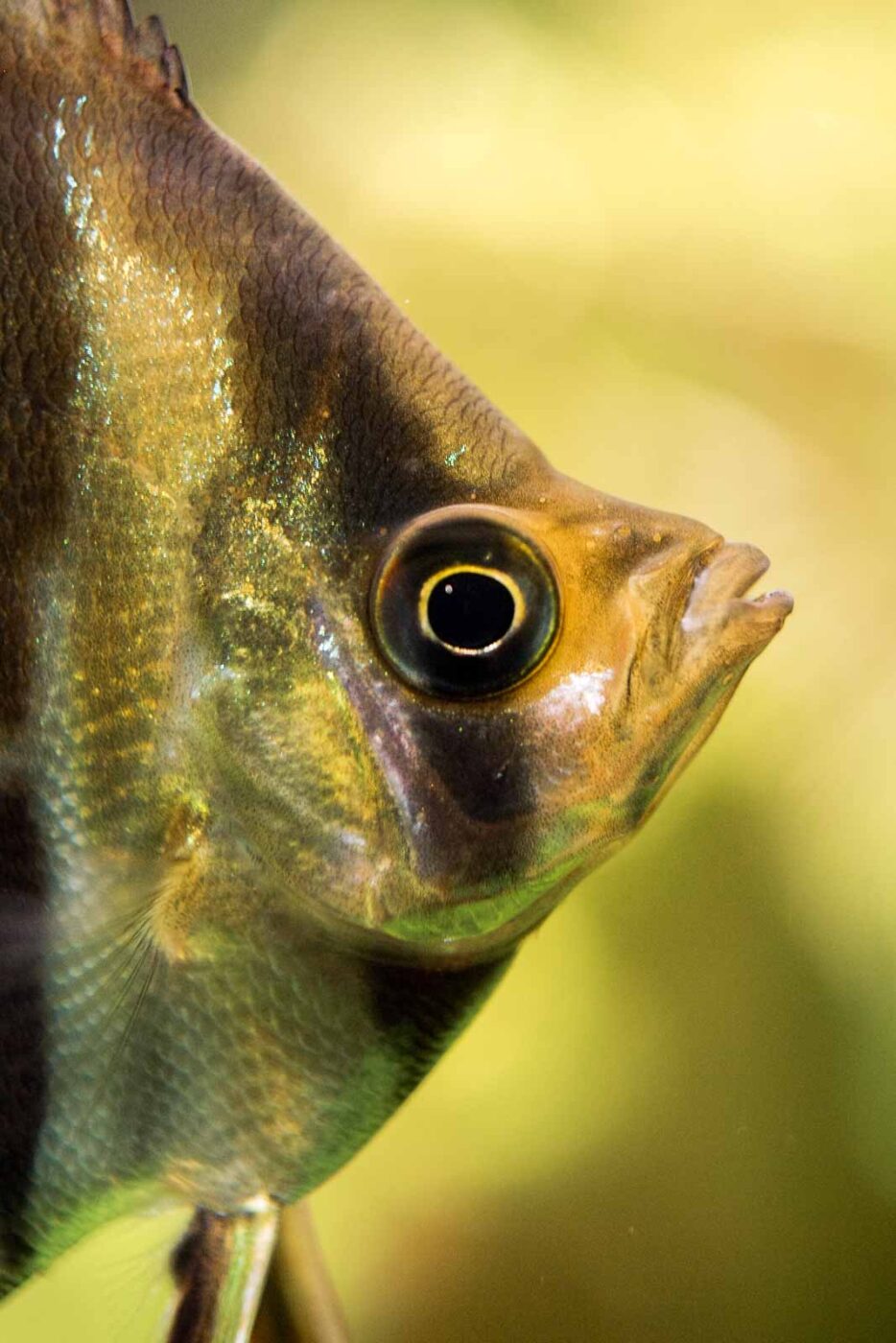 2016-08-17 - Zoo Osnabrück