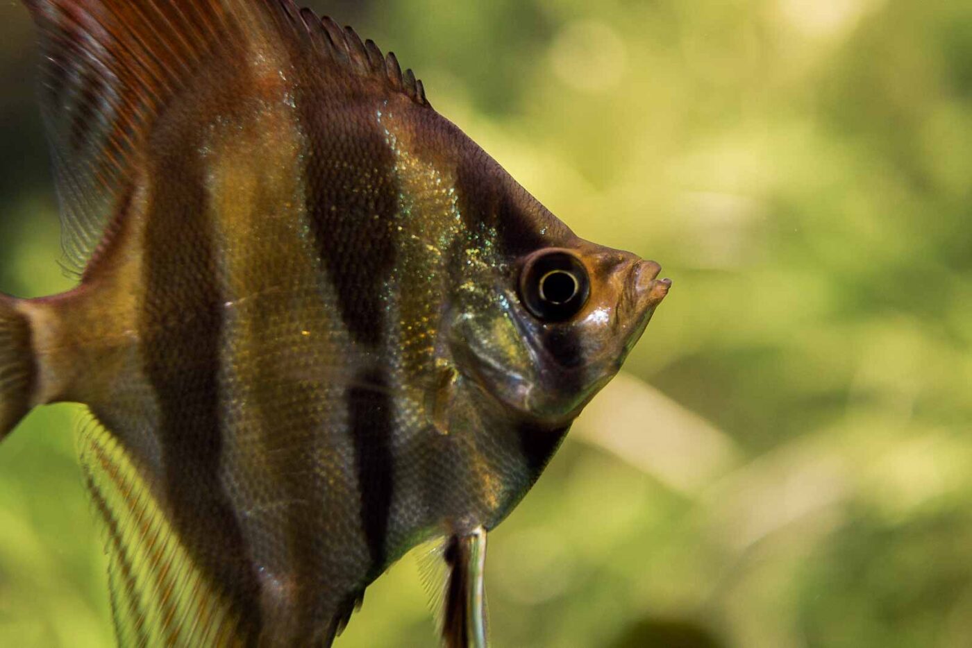 2016-08-17 - Zoo Osnabrück