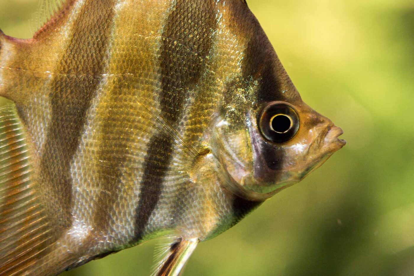 2016-08-17 - Zoo Osnabrück