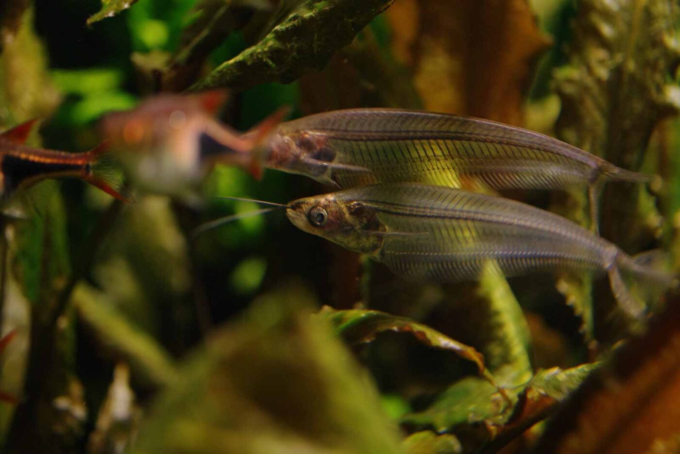 2016-08-17 - Zoo Osnabrück