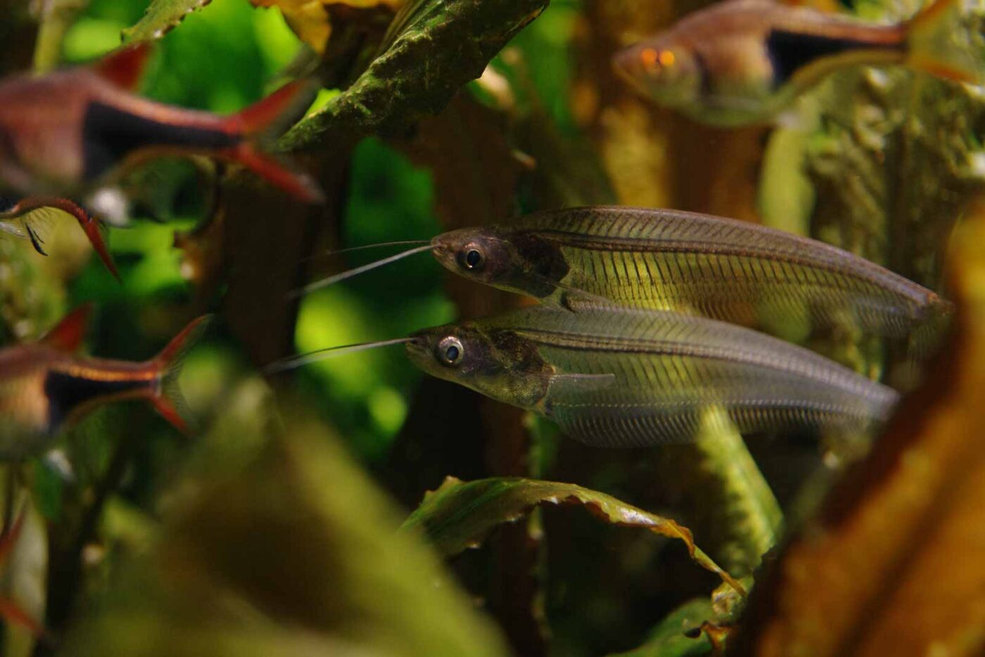2016-08-17 - Zoo Osnabrück