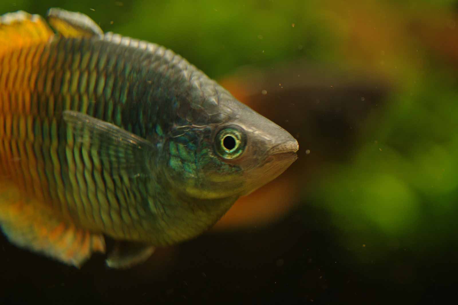 °harlekin regenbogenfisch°