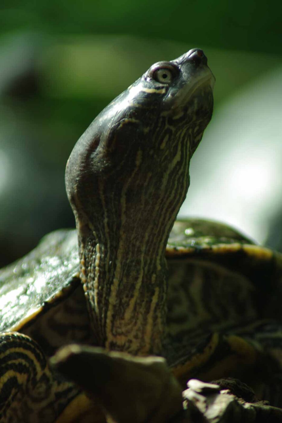 2016-08-17 - Zoo Osnabrück