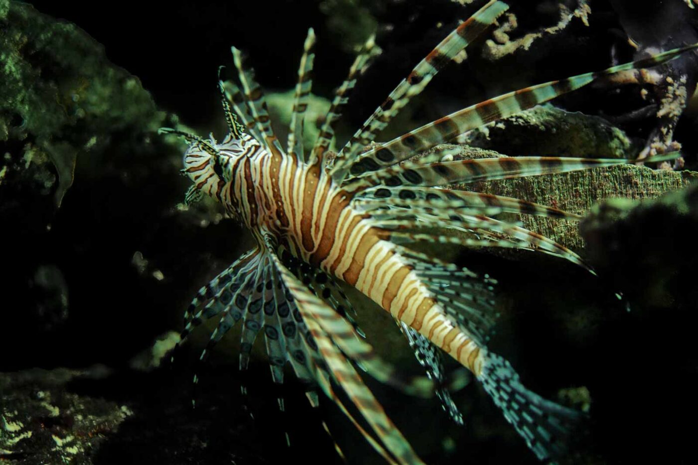 2016-08-17 - Zoo Osnabrück