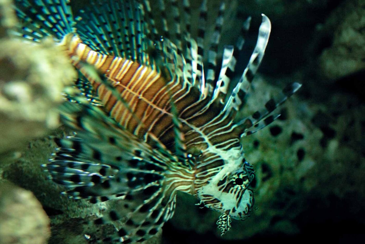 2016-08-17 - Zoo Osnabrück