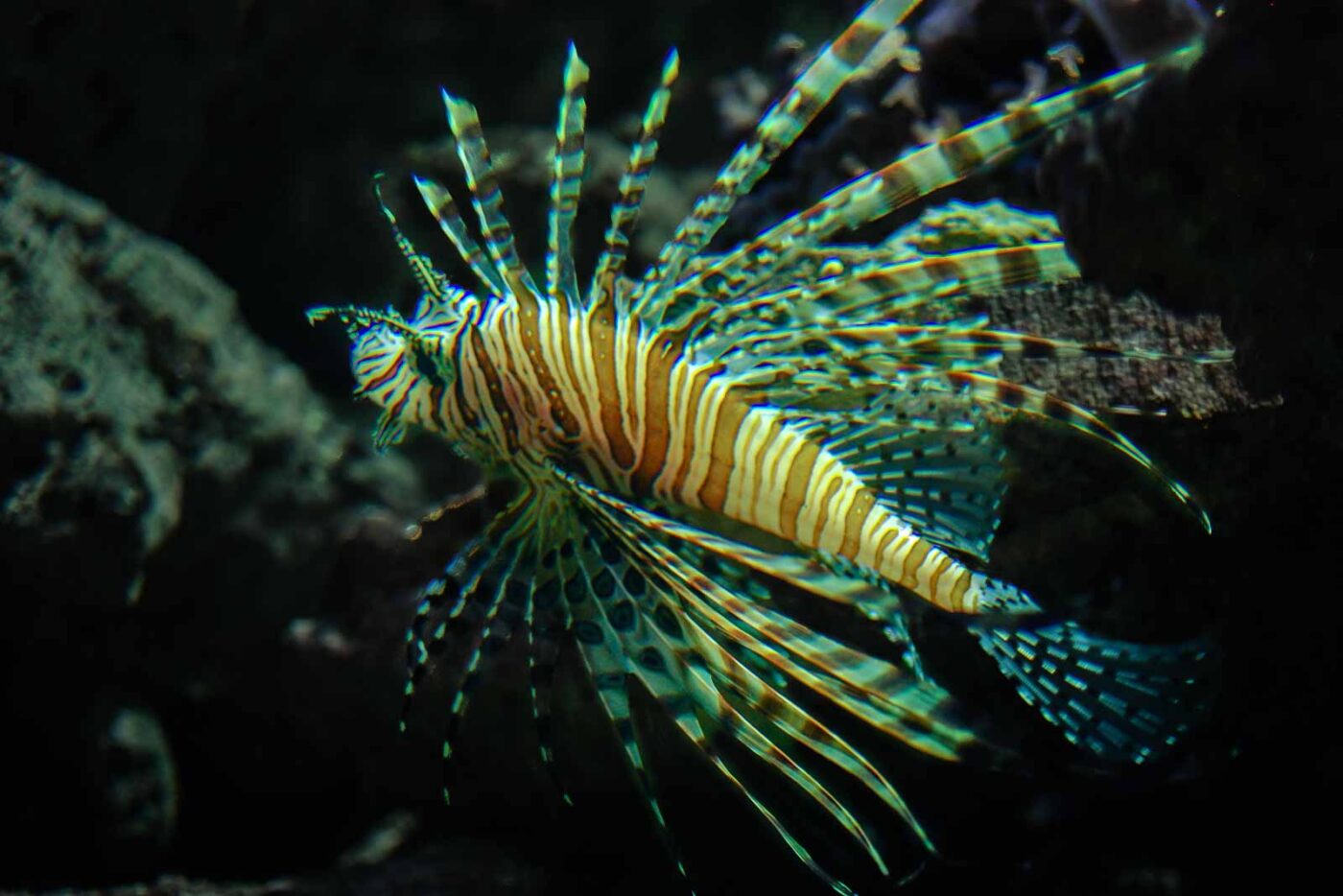 2016-08-17 - Zoo Osnabrück