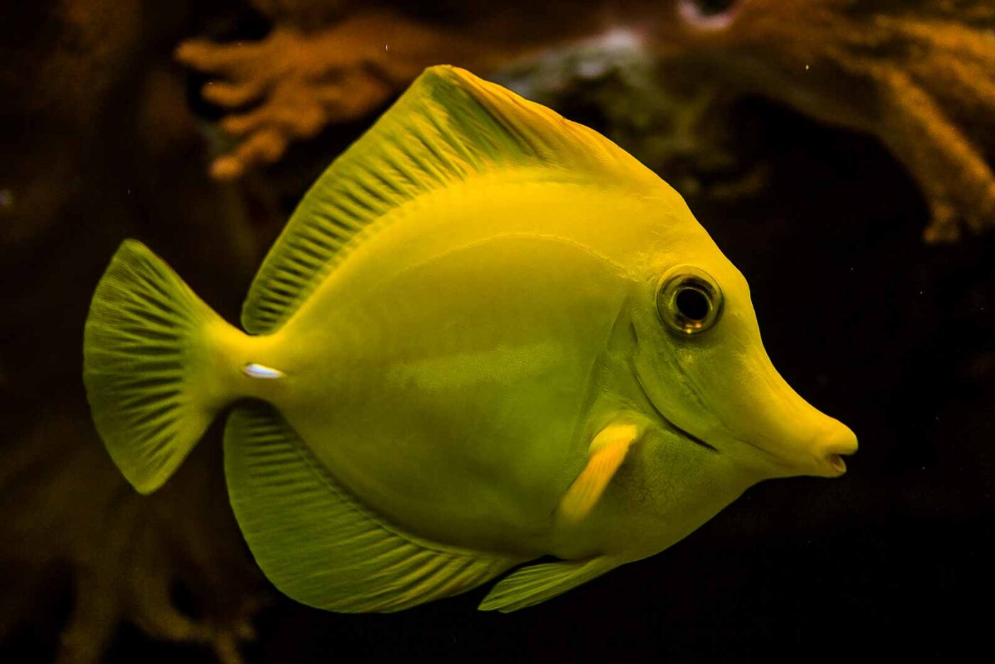 2016-08-17 - Zoo Osnabrück