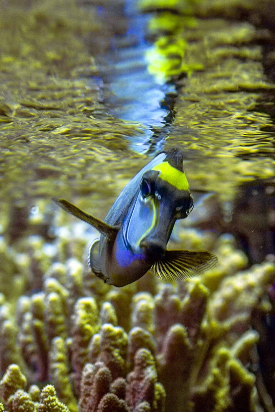 2016-08-17 - Zoo Osnabrück