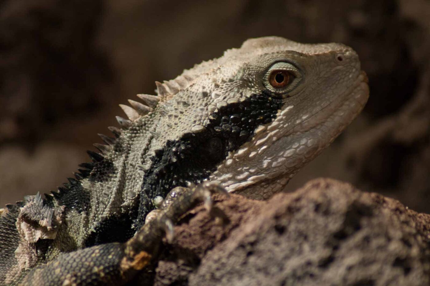2016-08-17 - Zoo Osnabrück