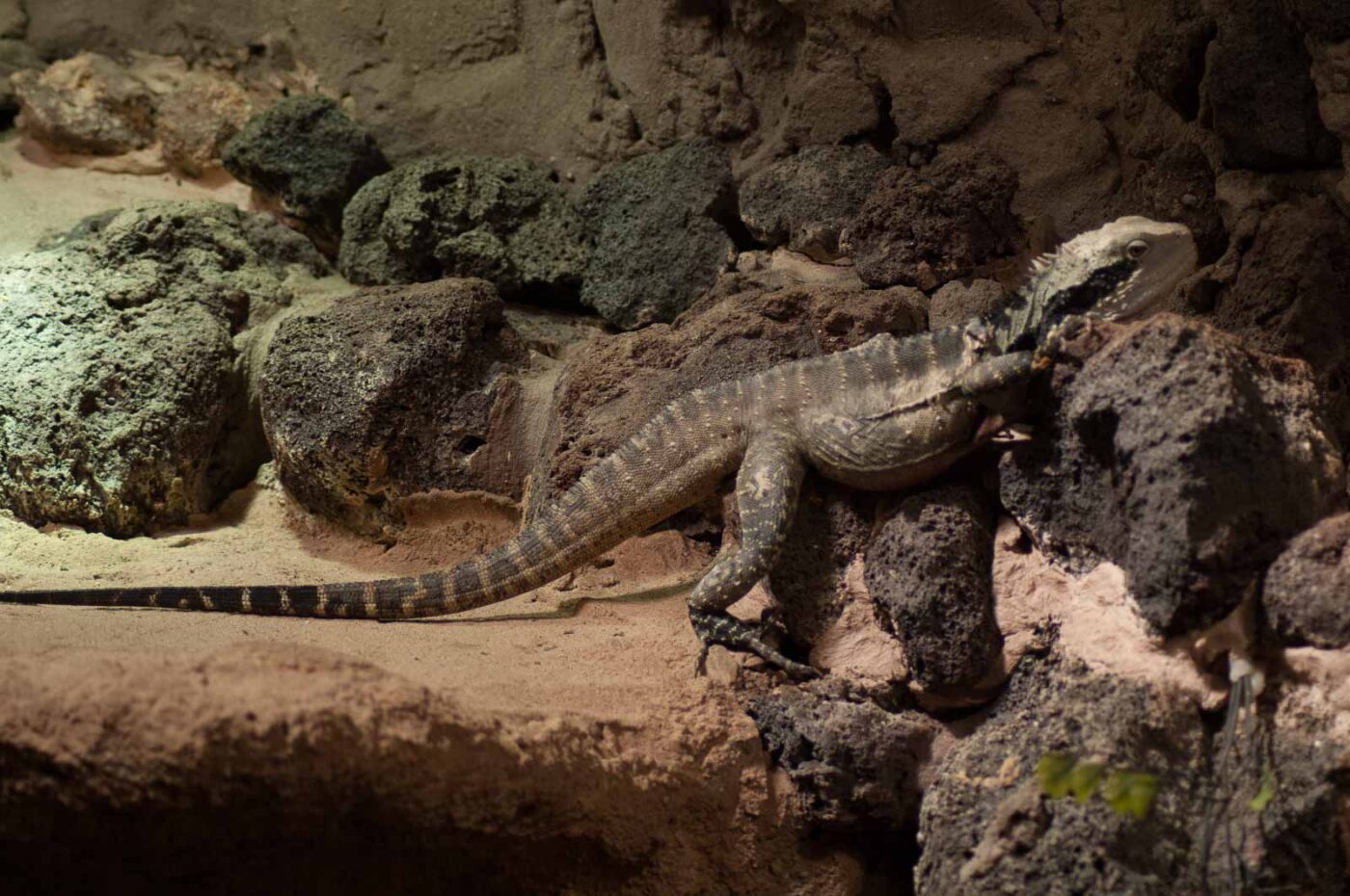 2016-08-17 - Zoo Osnabrück