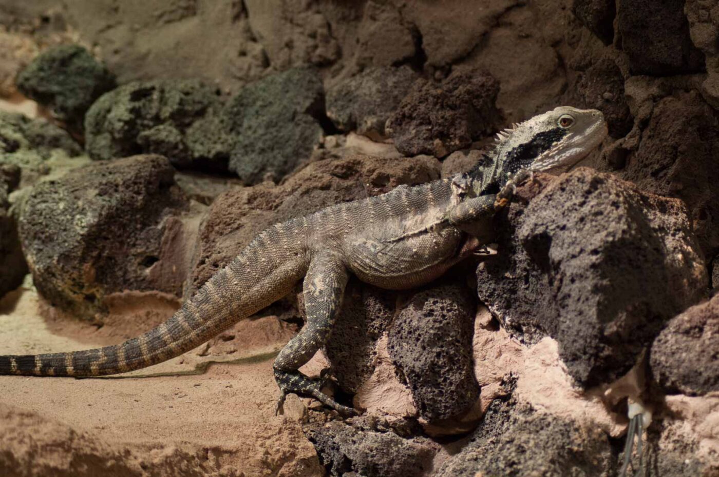 2016-08-17 - Zoo Osnabrück