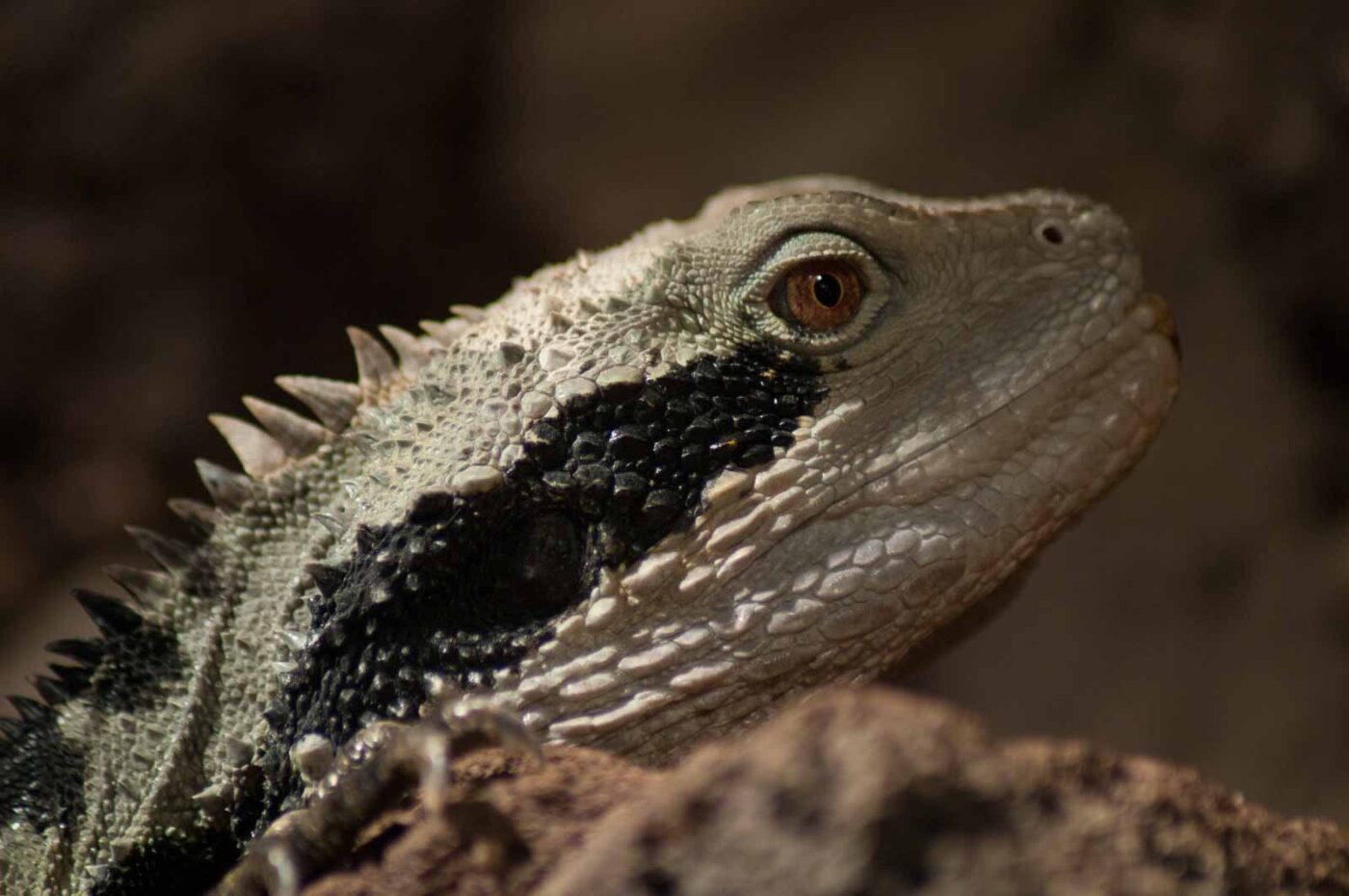 2016-08-17 - Zoo Osnabrück