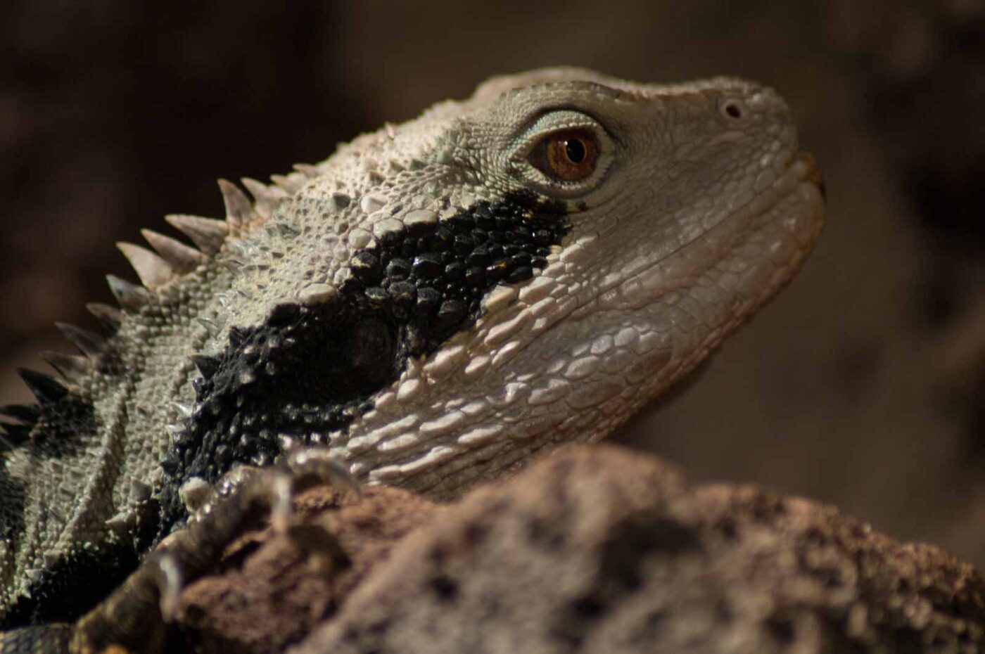2016-08-17 - Zoo Osnabrück