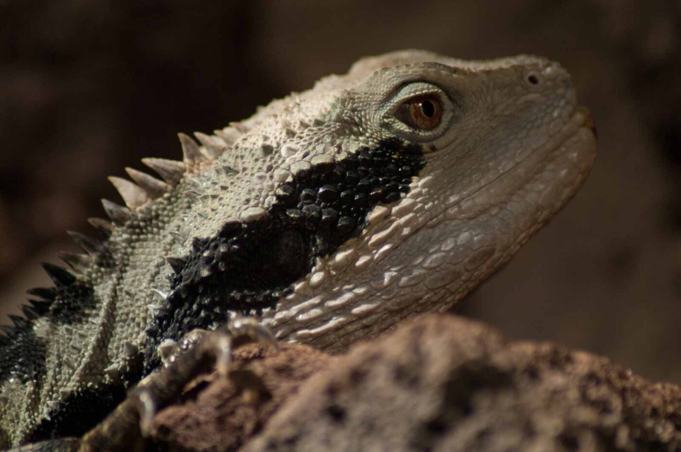 2016-08-17 - Zoo Osnabrück