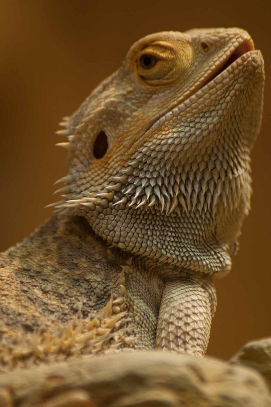 2016-08-17 - Zoo Osnabrück