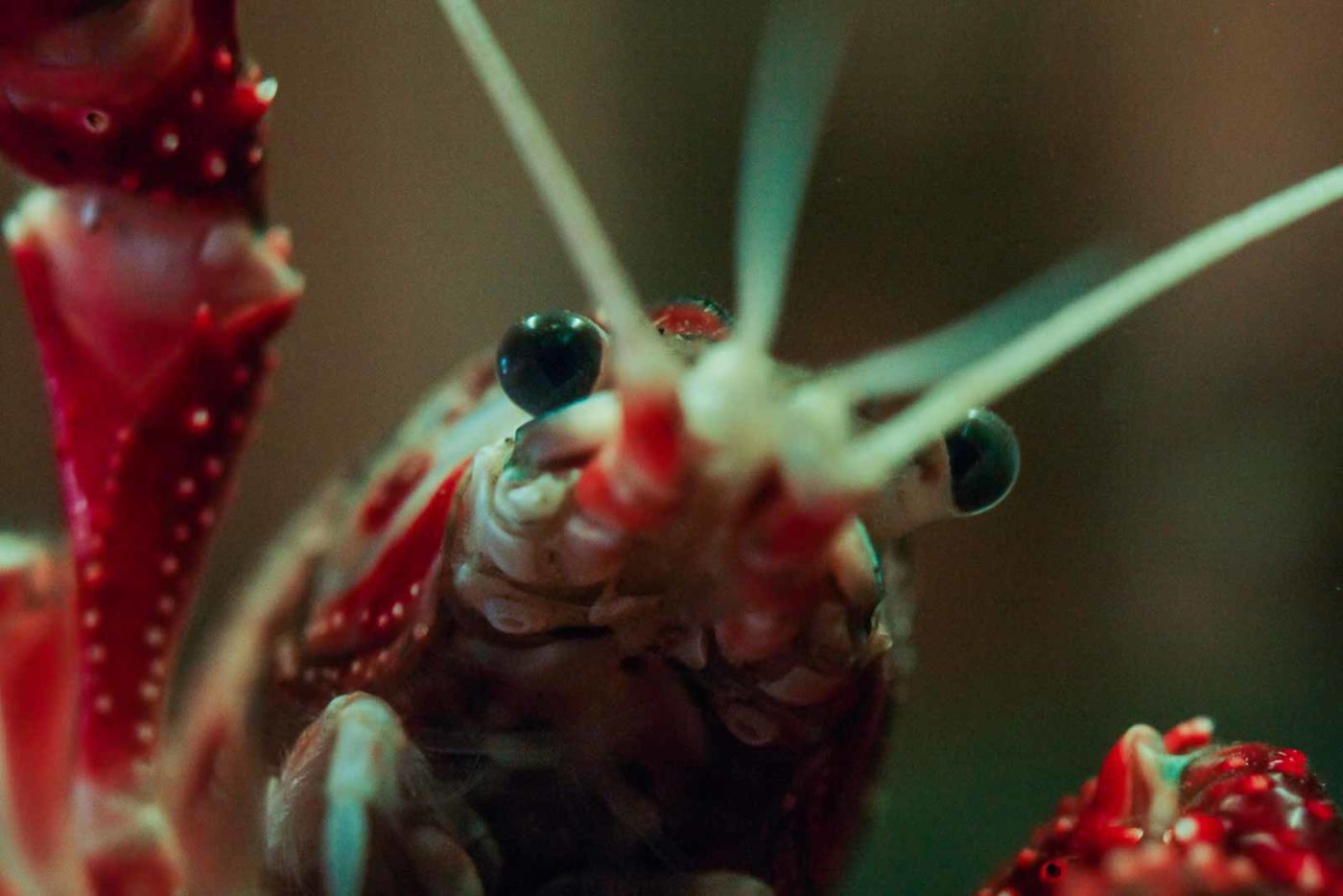 2016-08-17 - Zoo Osnabrück