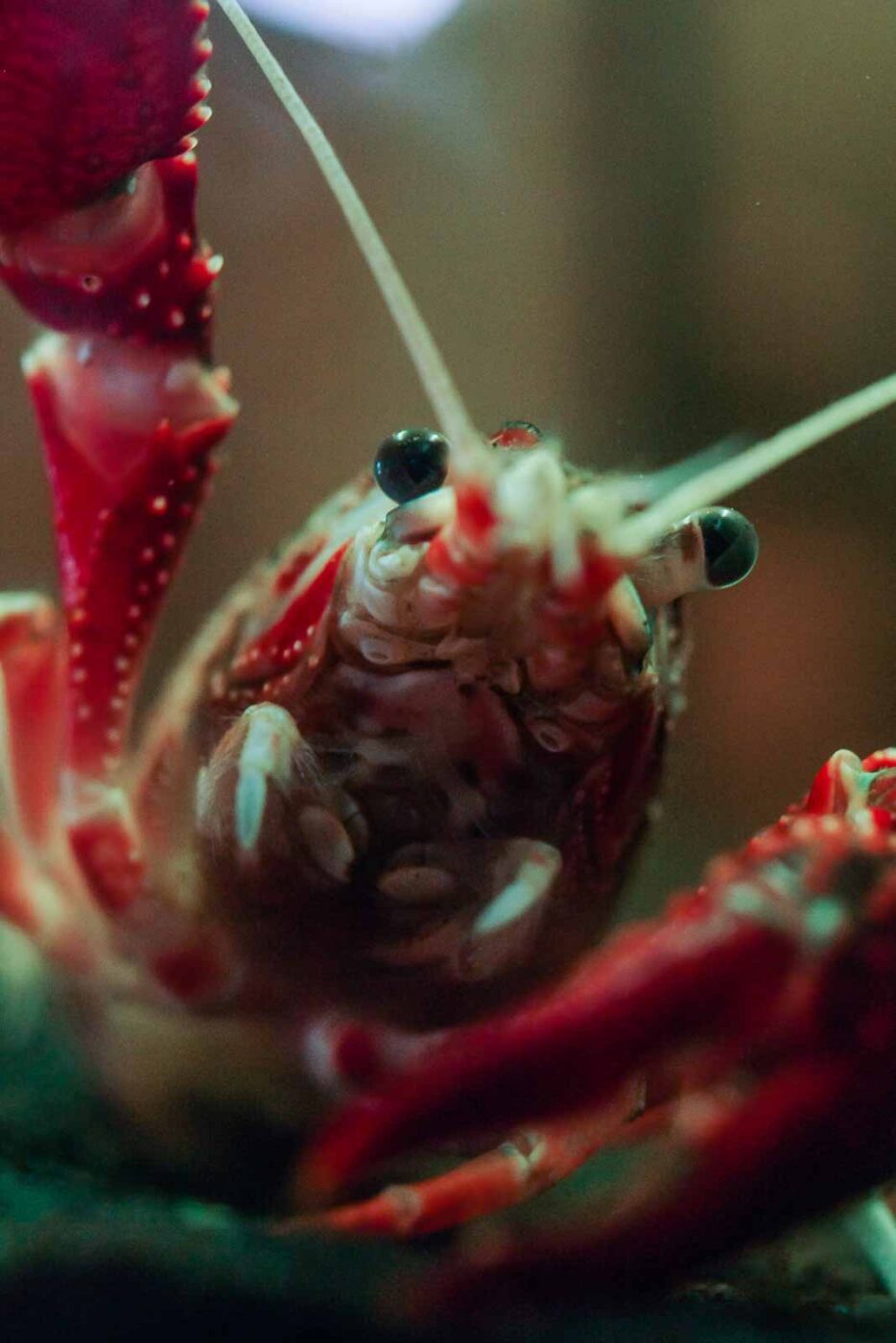 2016-08-17 - Zoo Osnabrück