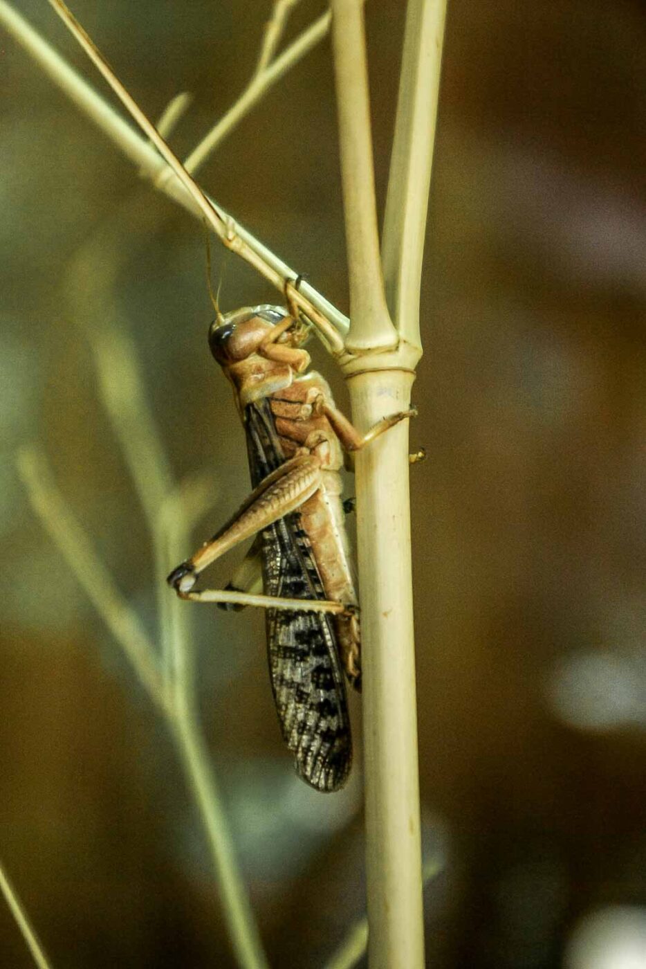2016-08-17 - Zoo Osnabrück