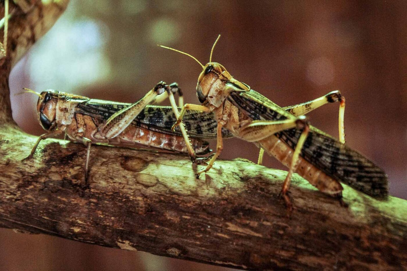 2016-08-17 - Zoo Osnabrück