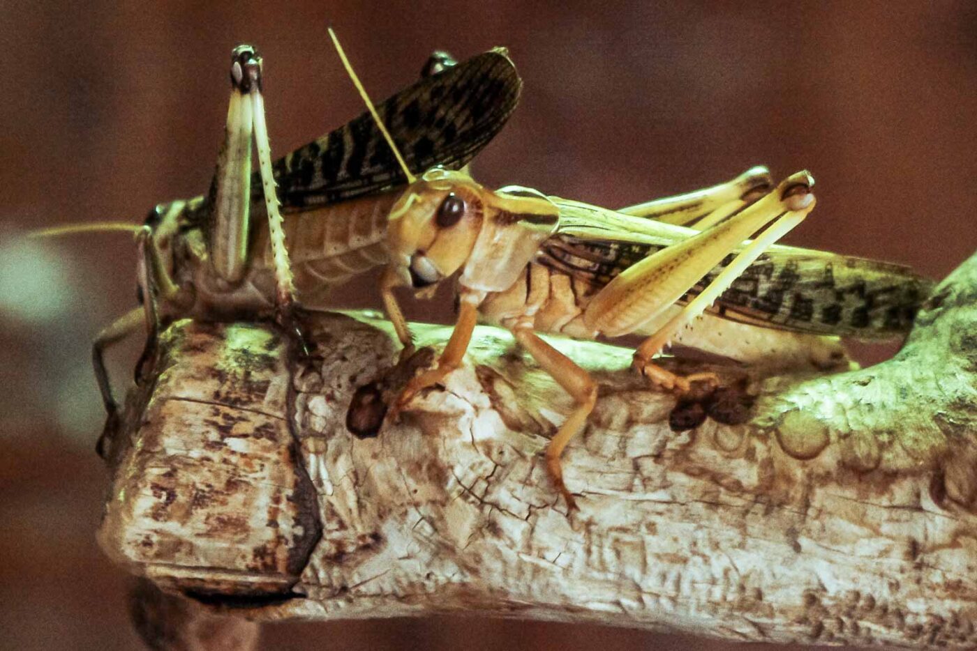 2016-08-17 - Zoo Osnabrück