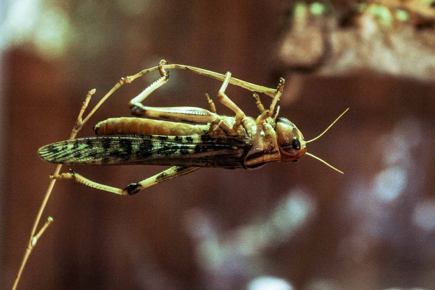 2016-08-17 - Zoo Osnabrück