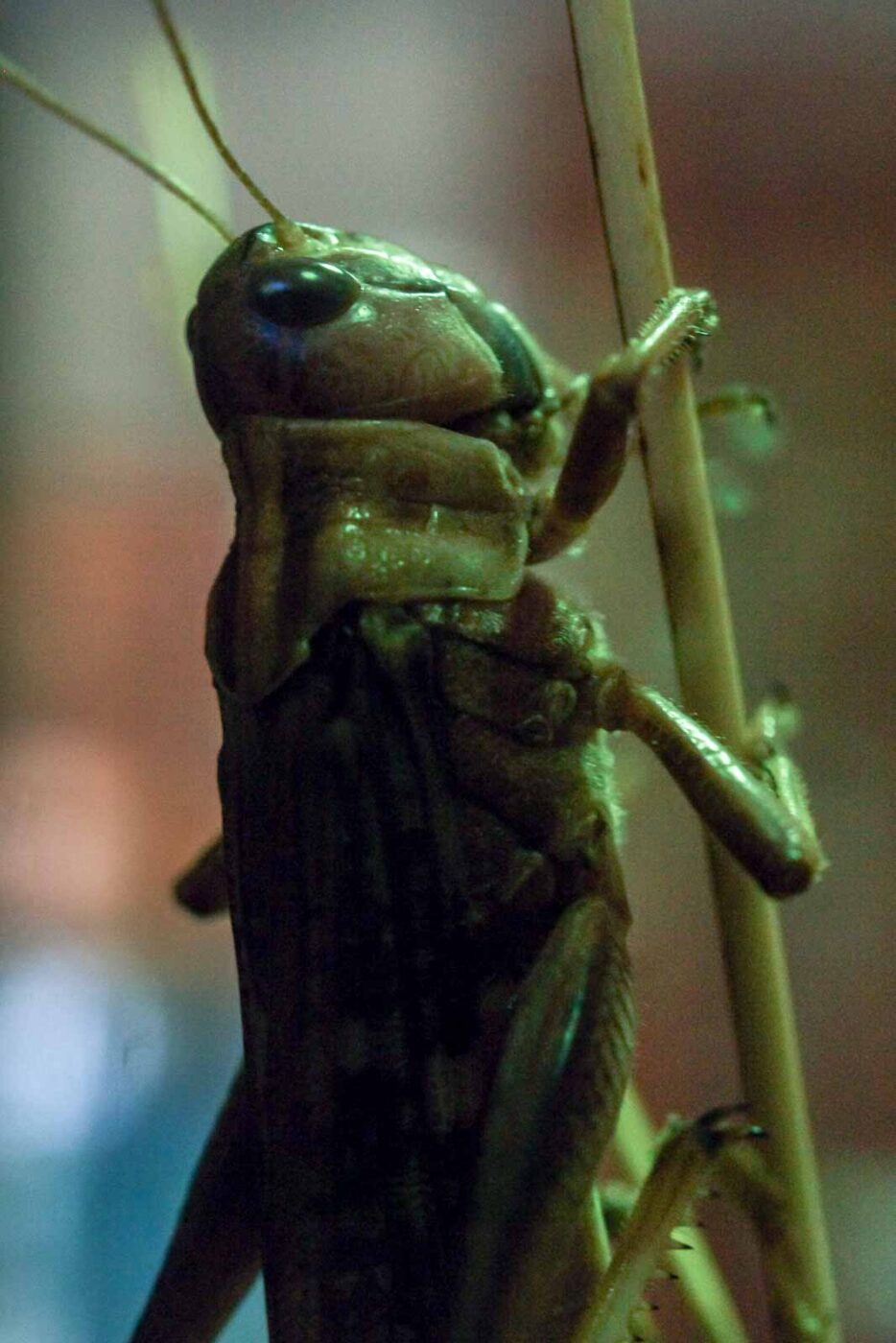 2016-08-17 - Zoo Osnabrück