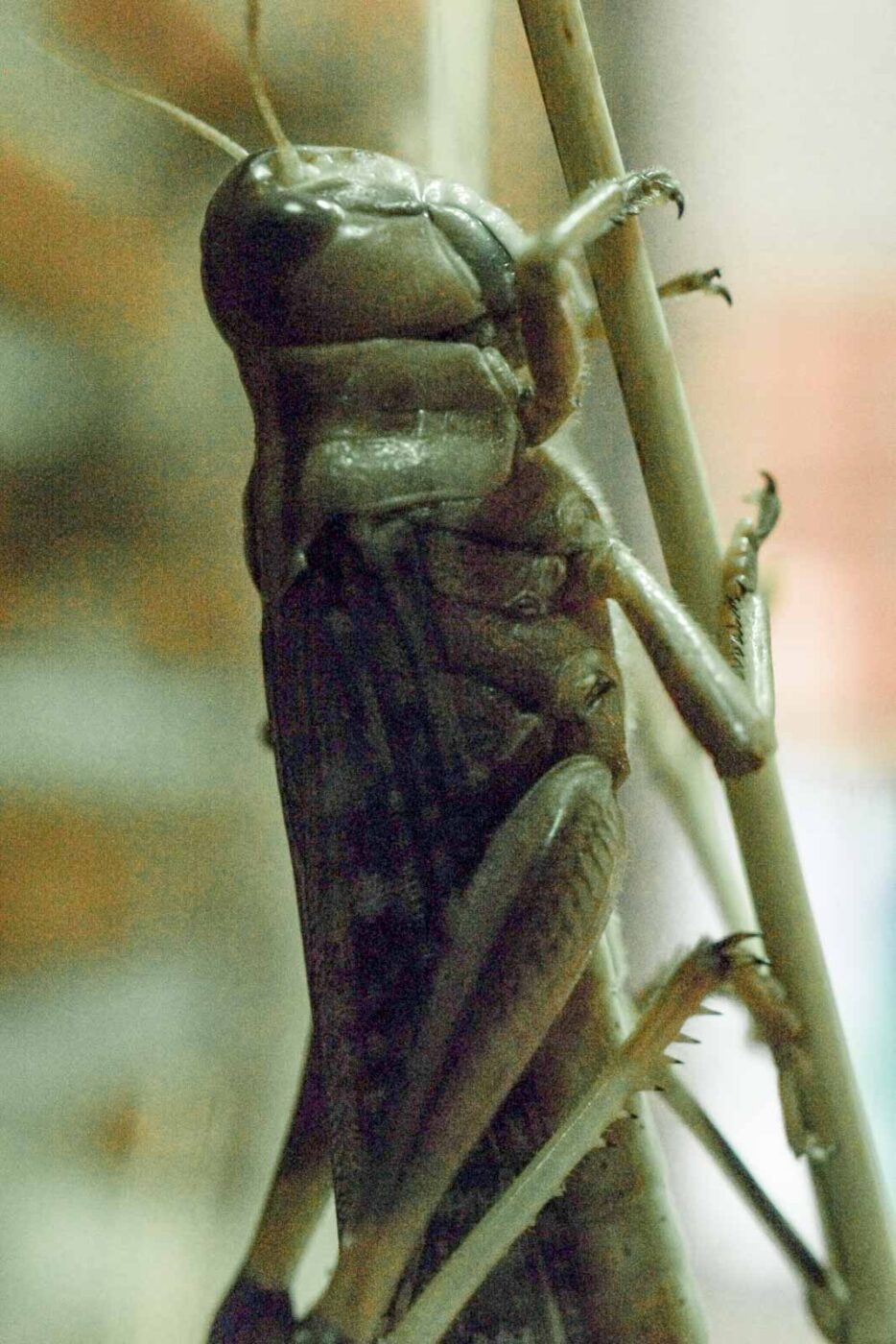 2016-08-17 - Zoo Osnabrück