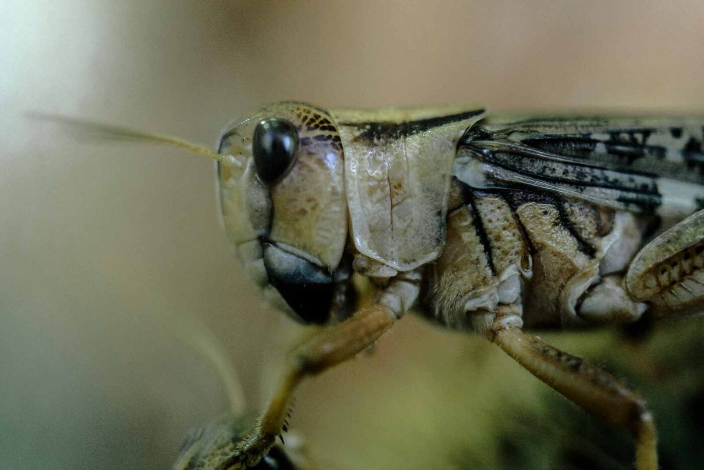 2016-08-17 - Zoo Osnabrück