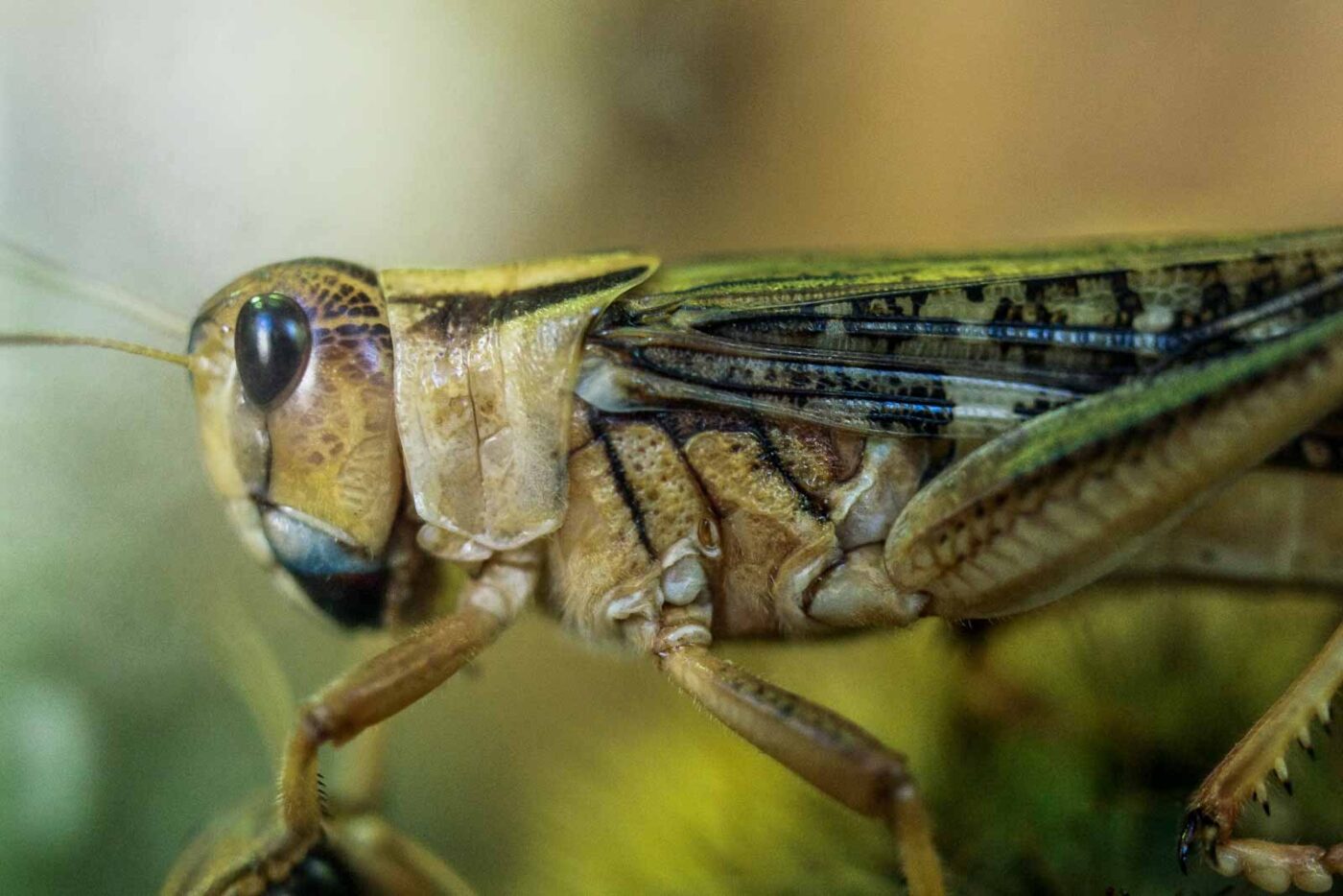 2016-08-17 - Zoo Osnabrück