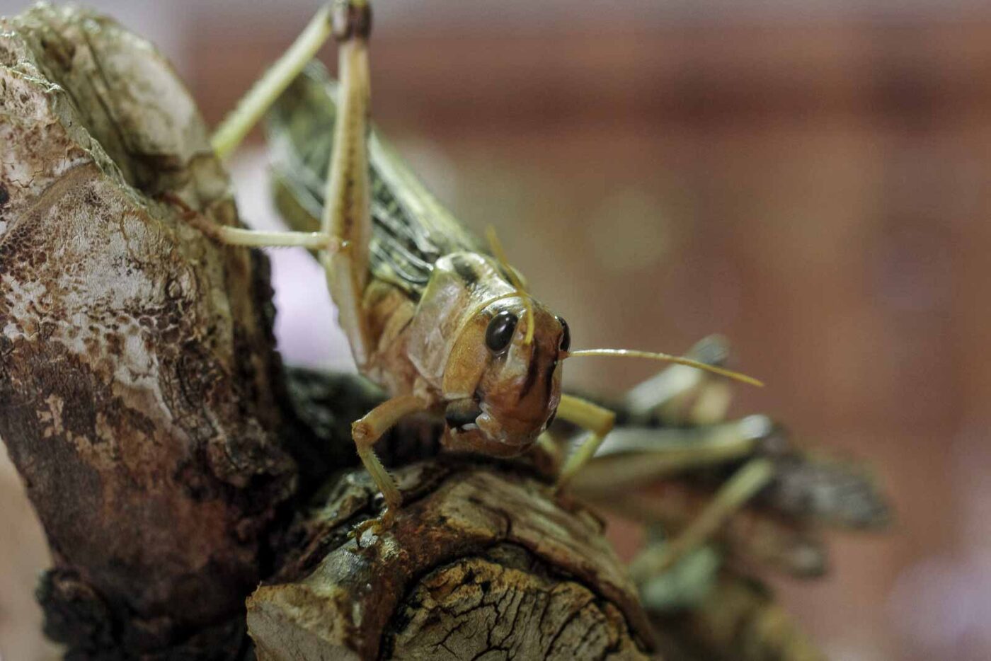 2016-08-17 - Zoo Osnabrück