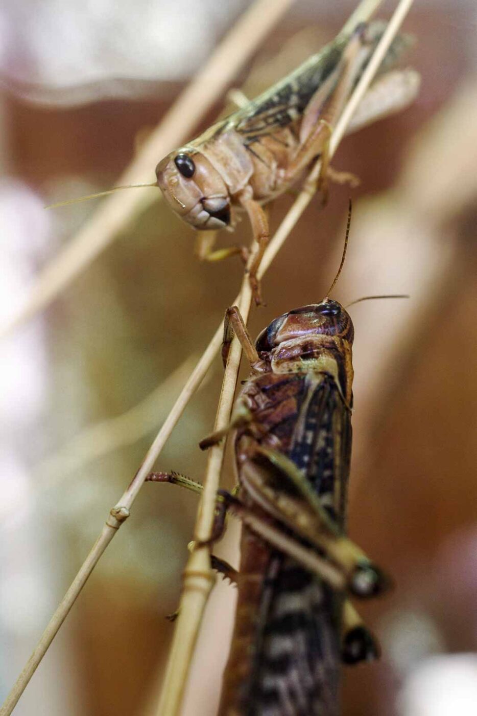 2016-08-17 - Zoo Osnabrück