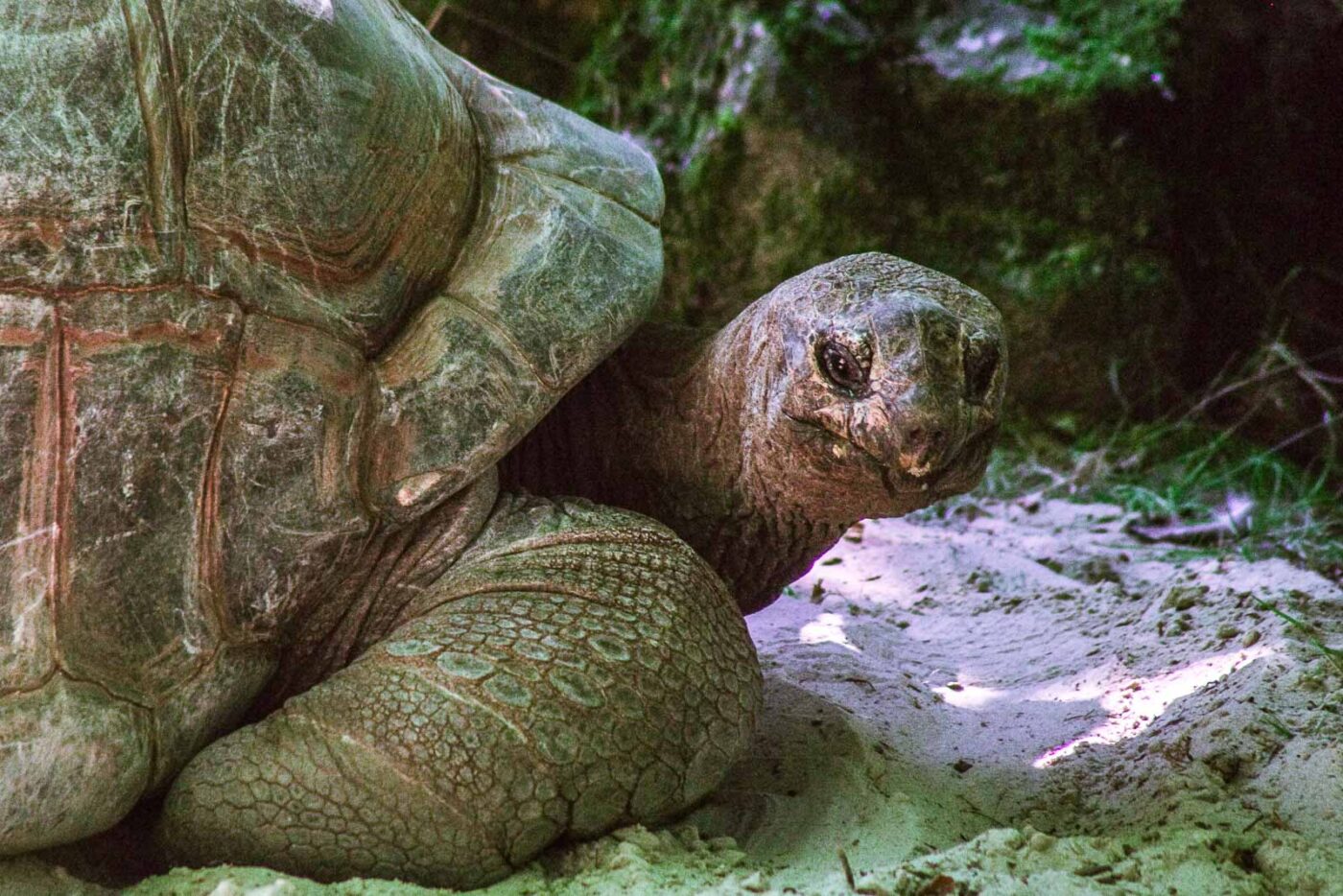 2016-08-17 - Zoo Osnabrück