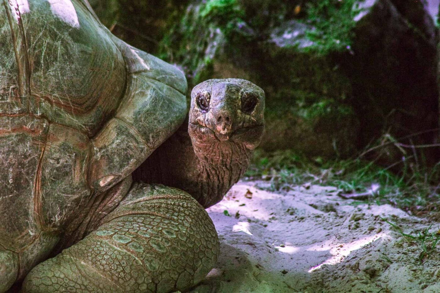 2016-08-17 - Zoo Osnabrück