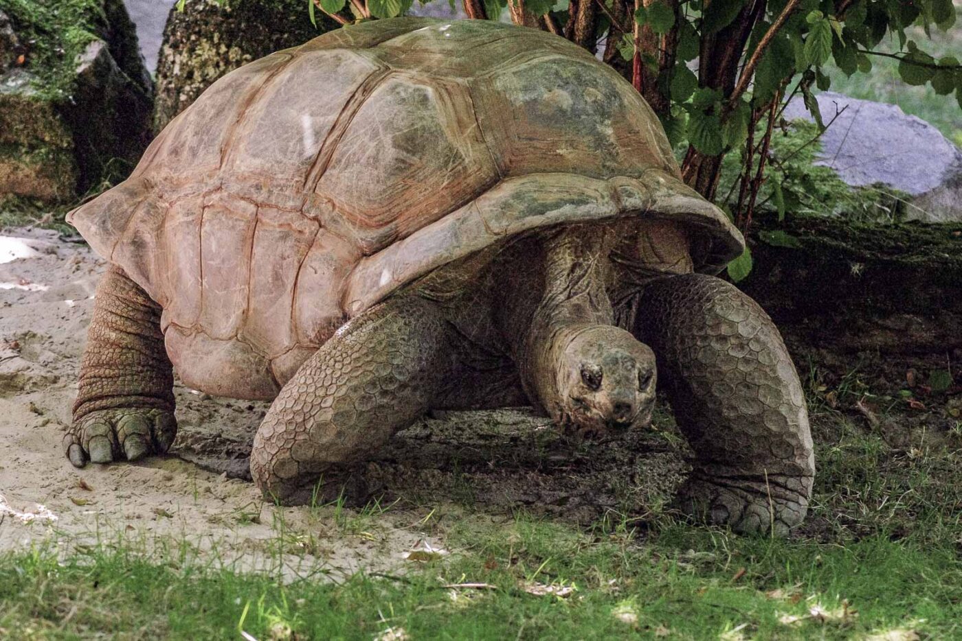 2016-08-17 - Zoo Osnabrück