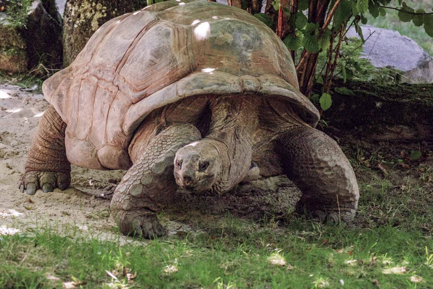 2016-08-17 - Zoo Osnabrück