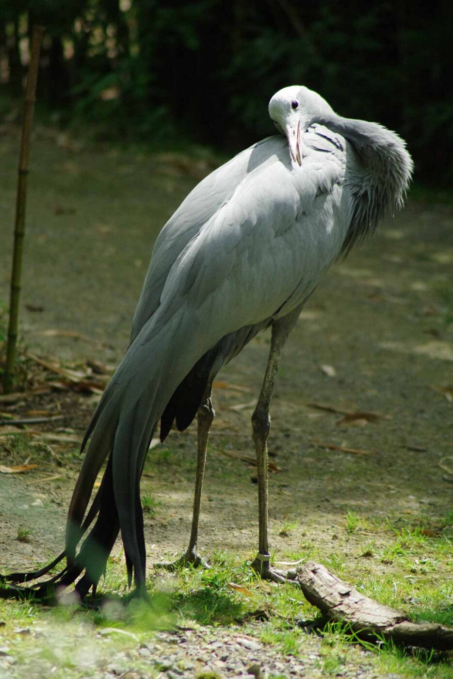 2016-08-17 - Zoo Osnabrück