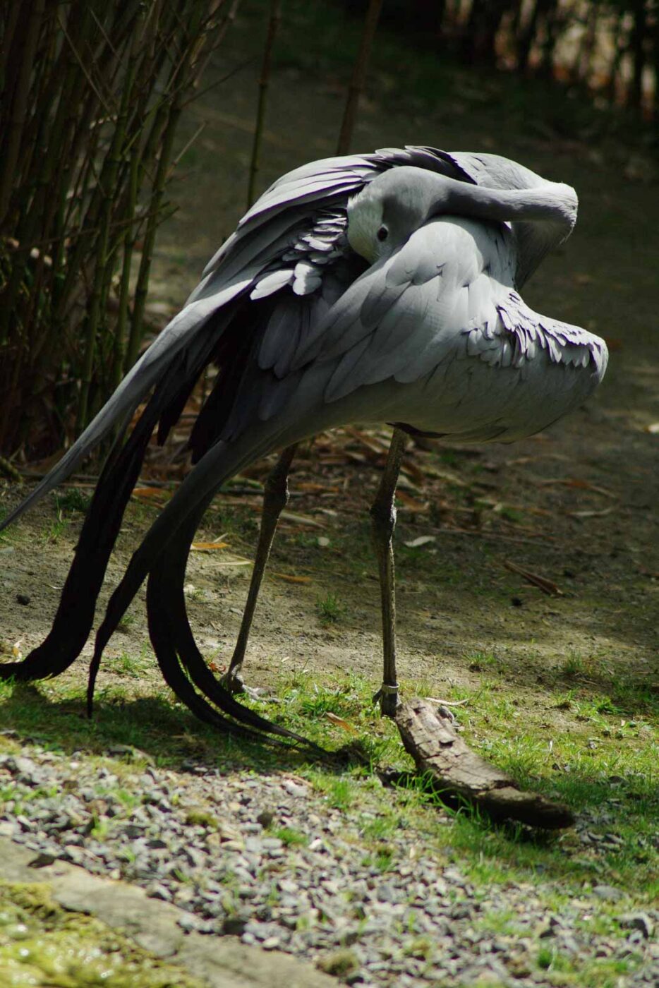 2016-08-17 - Zoo Osnabrück