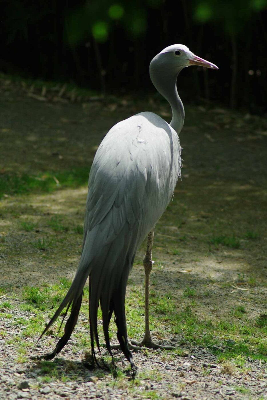 2016-08-17 - Zoo Osnabrück