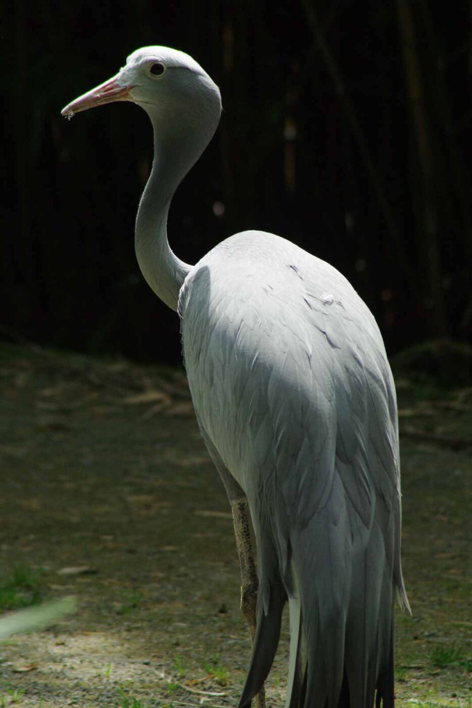 2016-08-17 - Zoo Osnabrück