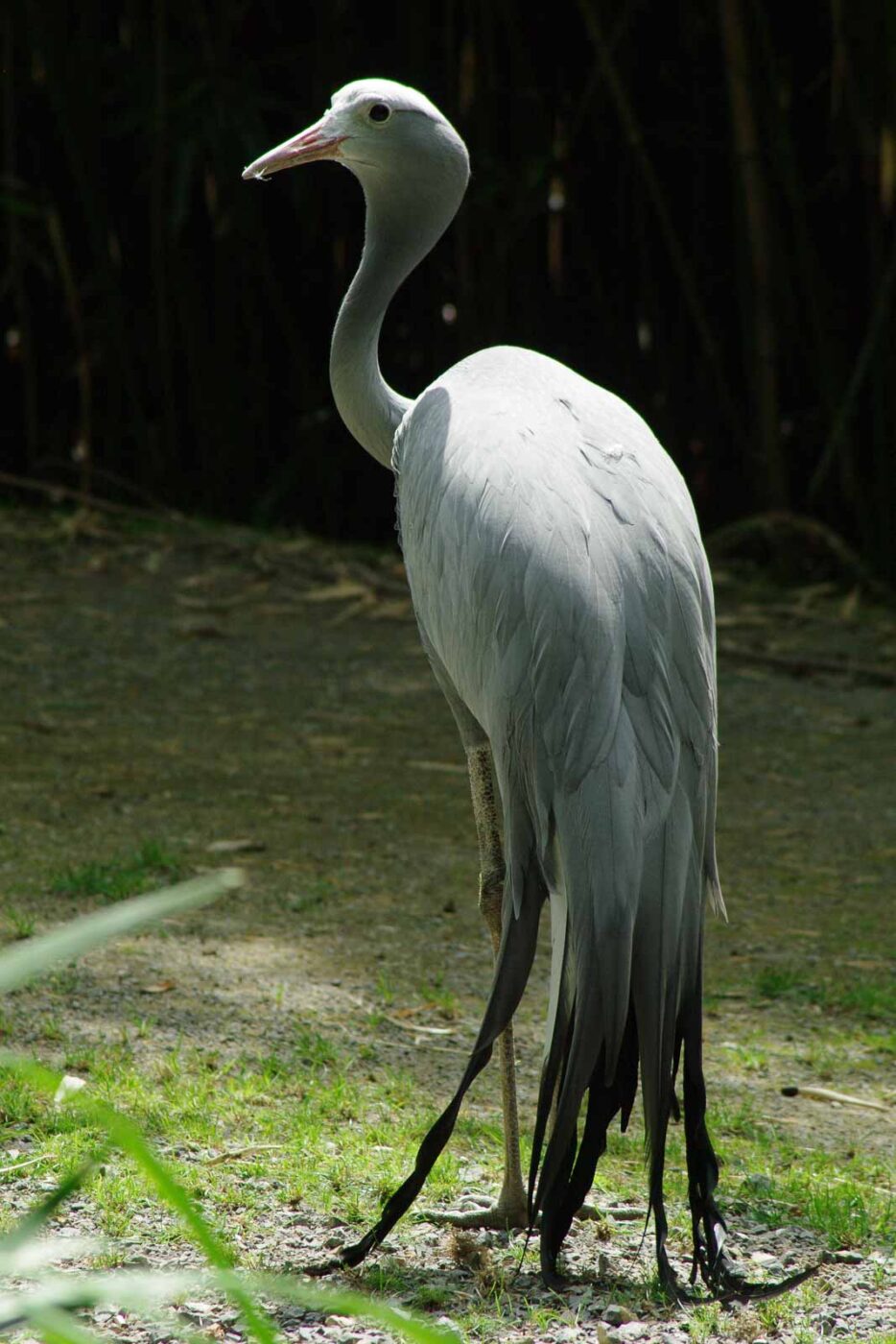 2016-08-17 - Zoo Osnabrück