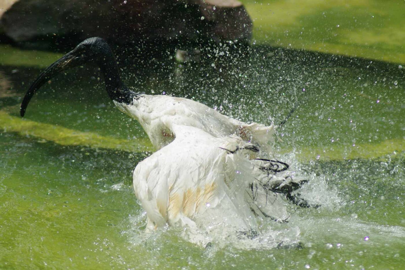 2016-08-17 - Zoo Osnabrück