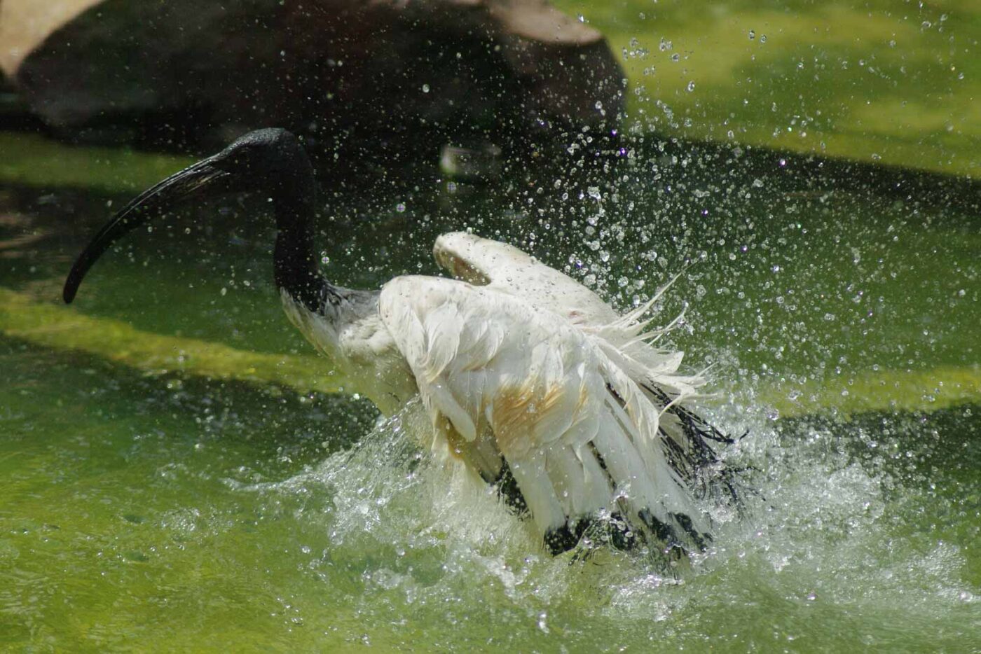 2016-08-17 - Zoo Osnabrück