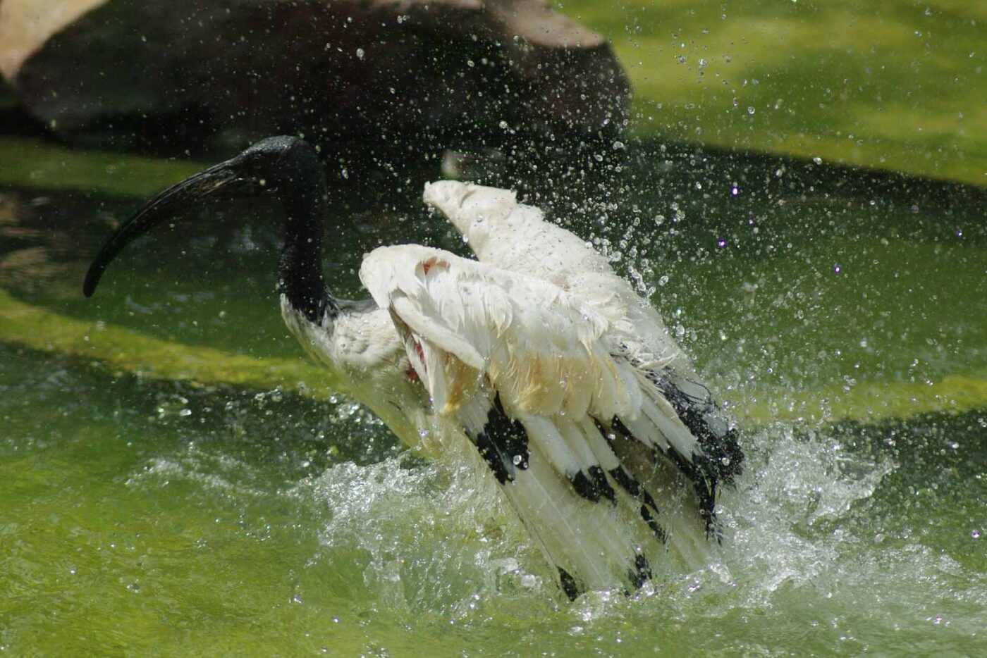2016-08-17 - Zoo Osnabrück