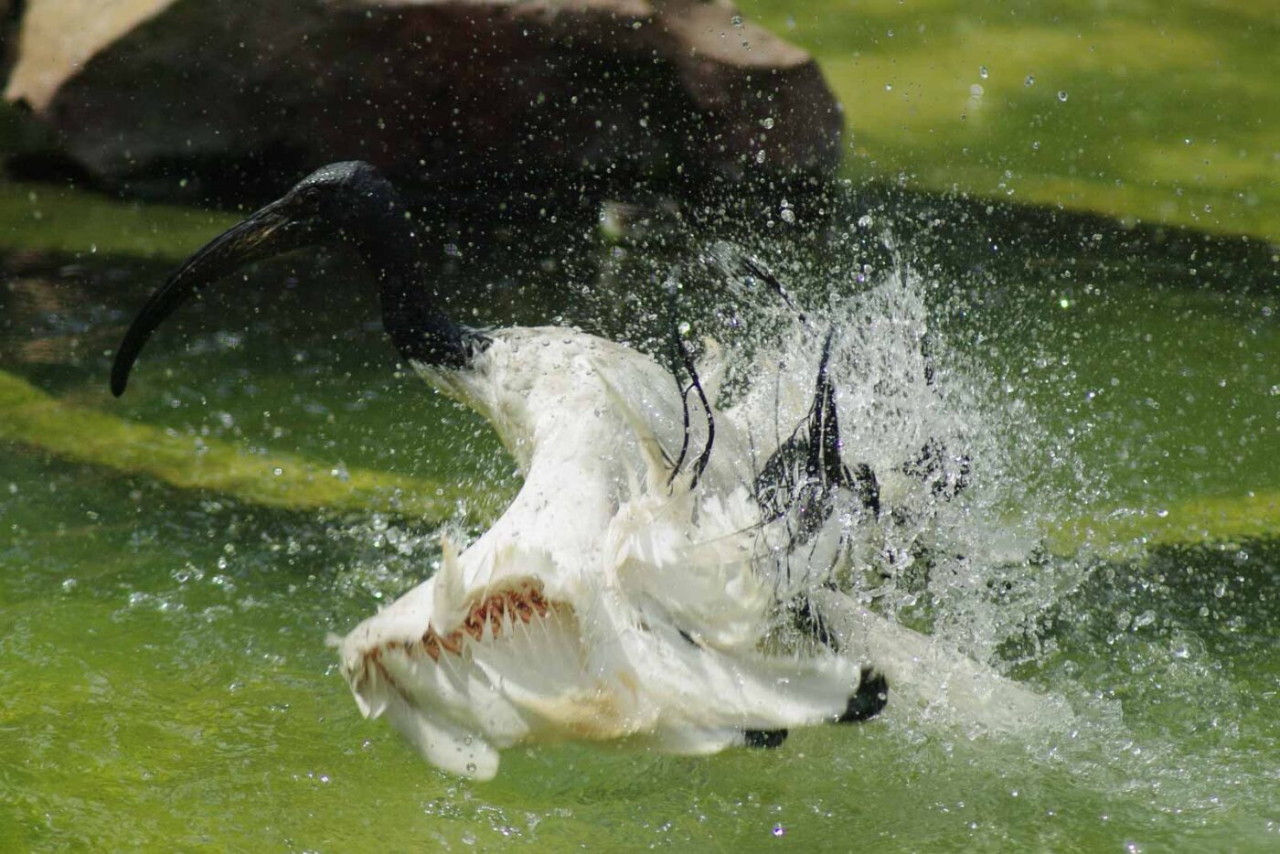 2016-08-17 - Zoo Osnabrück