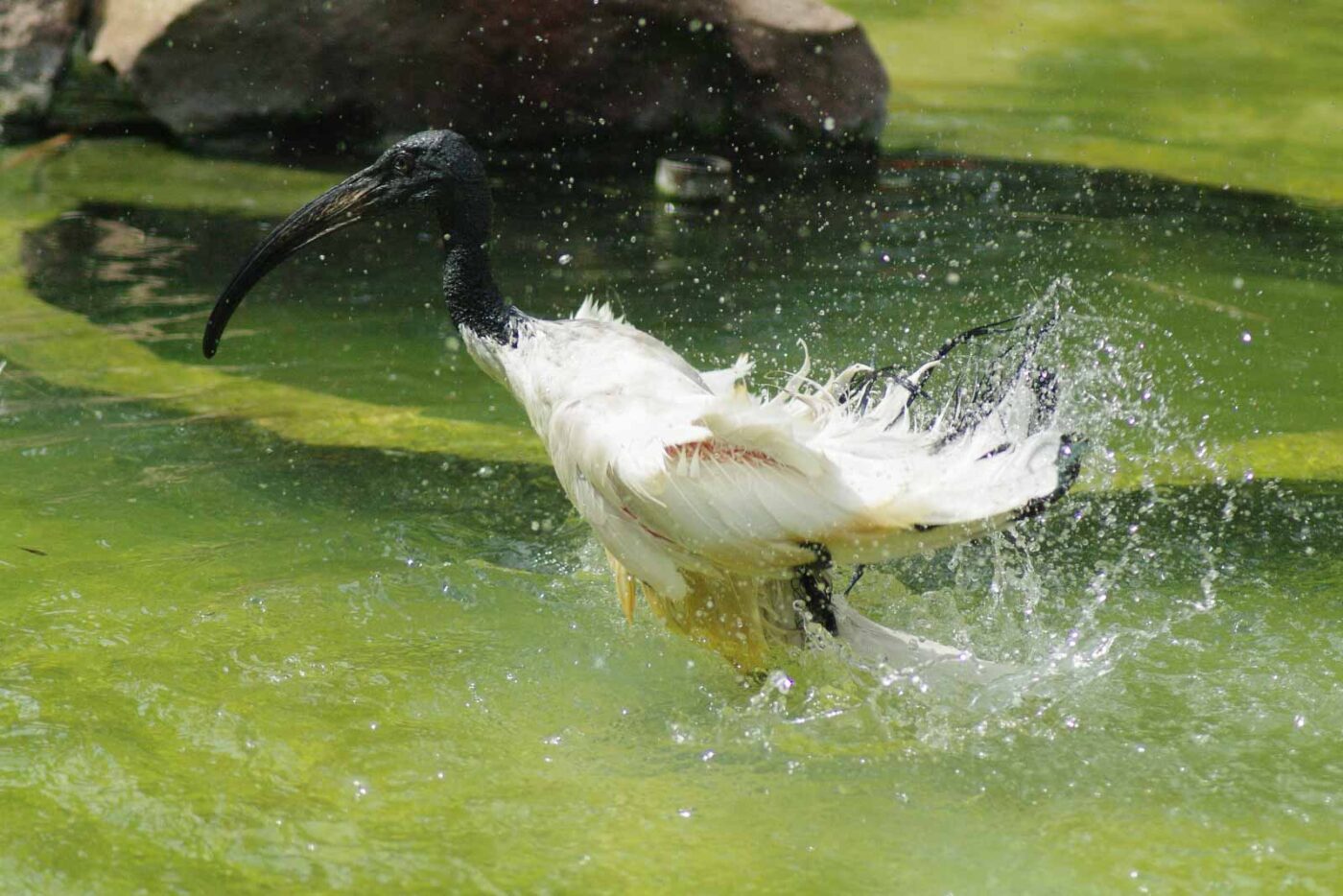 2016-08-17 - Zoo Osnabrück